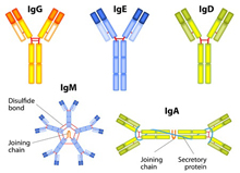 Antibody Design Labs | Recombinant antibodies, antibody engineering and ...